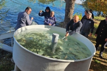 Şəmkir su anbarına 200 mindən çox balıq körpəsi buraxılıb - FOTO | FED.az
