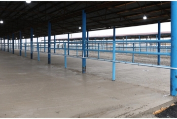 Bərdə heyvan satışı bazarı  açıldı