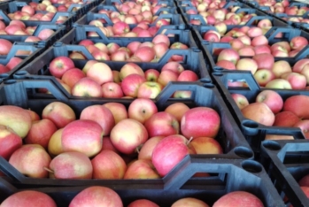 “Fueqo” MMC-nin Türkiyəyə göndərmək istədiyi almalarda uyğunsuzluq aşkarlanıb