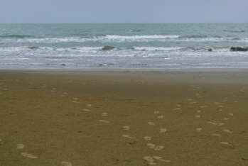 Xəzərdə ekoloji fəlakətin qarşısının alınması üçün vəsait ayrılması təklif olunur