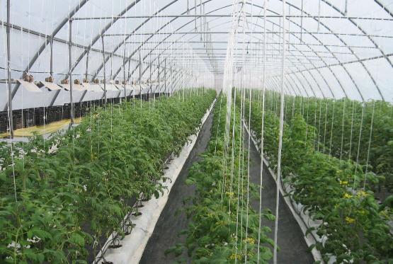 İstixanada orqanik pomidor yetişdirilir