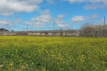 Qəbələ və Salyanda torpaq konsolidasiyası pilot layihəsi həyata keçiriləcək
