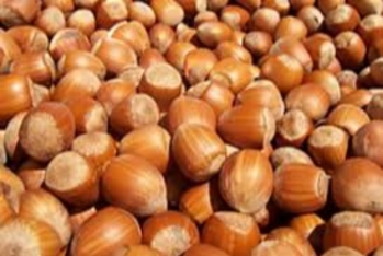 Azərbaycanın fındıq ixracı səmərəli sahəyə çevrilir - GƏLİRLƏR 37% ARTIB