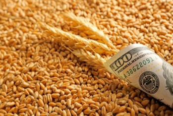 FAO: "Dünya bazarında buğda qiymətləri son 5 ilin orta həddindən aşağı düşüb"