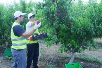 "KUR FRUİT COMPANY"nin növbəti layihəsi emal müəssisəsi yaratmaqdır
