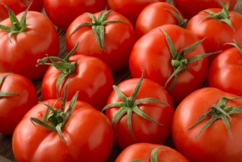 Azərbaycanın xaricə satdığı pomidor 20% artıb - GƏLİRLƏR 57% ARTIB